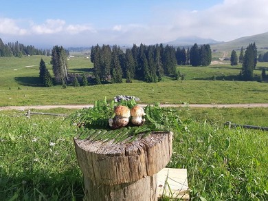 I Funghi porcini della piana di marcesina